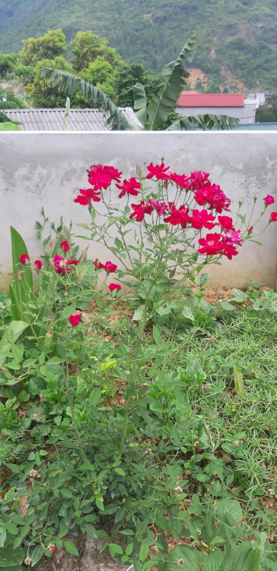 Milk Milk Homestay Yen Minh Rom bilde